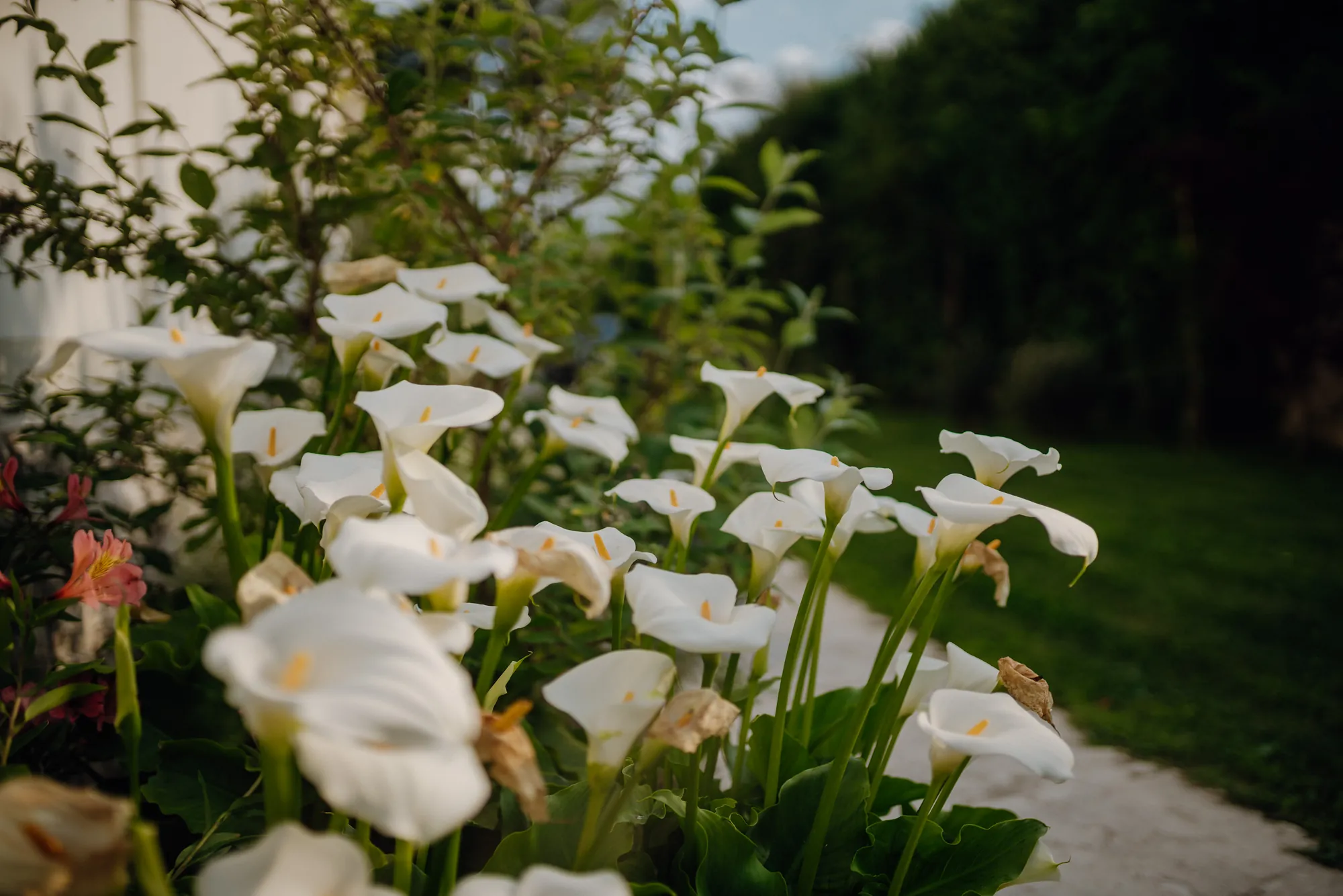 White calla lilies in the garden in the soft evening light